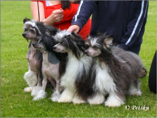 kennel_Zorrazo_2
